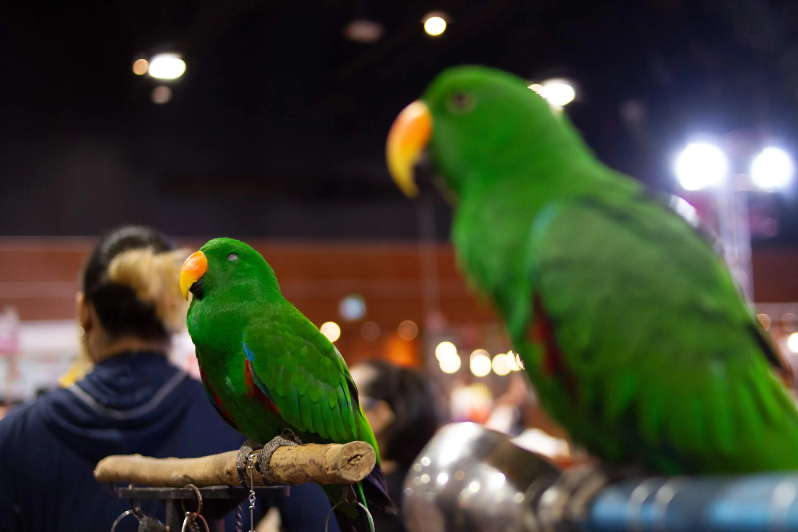 Feathered Lookout