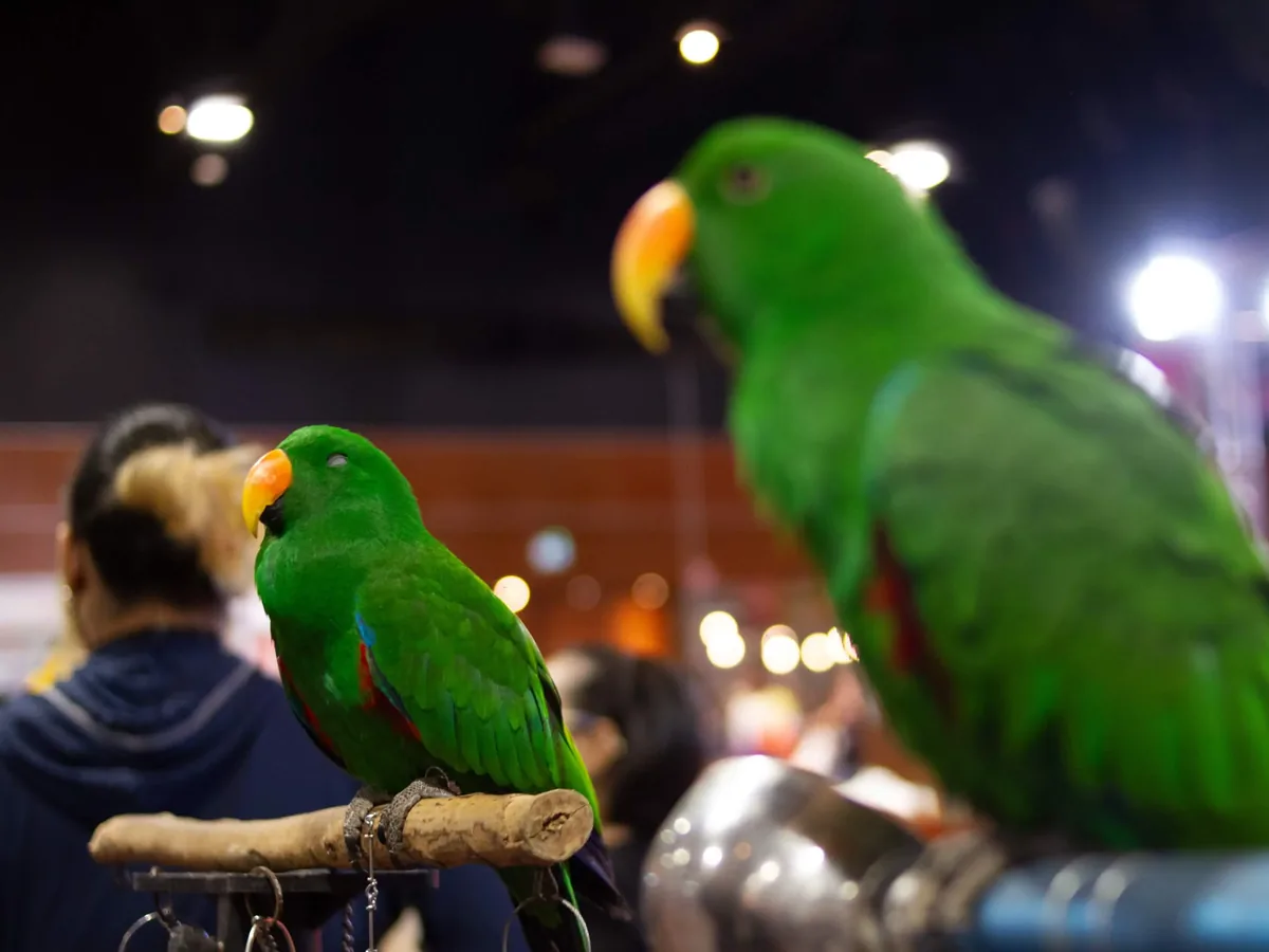 A bird looking directly at the camera